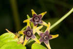 Angularfruit milkvine